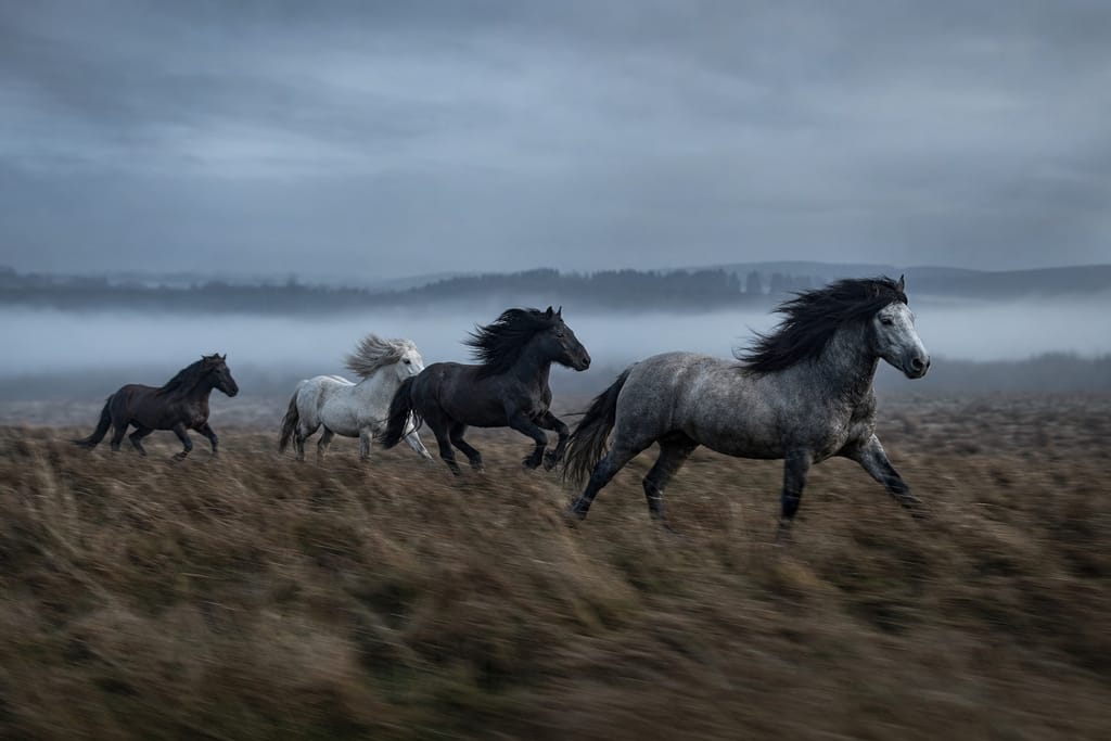 Galoppierende Pferde in freier Natur, im Morgennebel über einer weiten Wiese