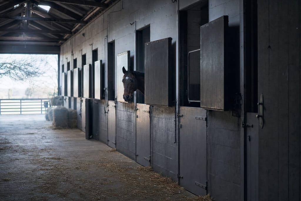 Stallgasse eines Rennstalls, offene Boxentüren, ein Pferd schaut über die Halbtür